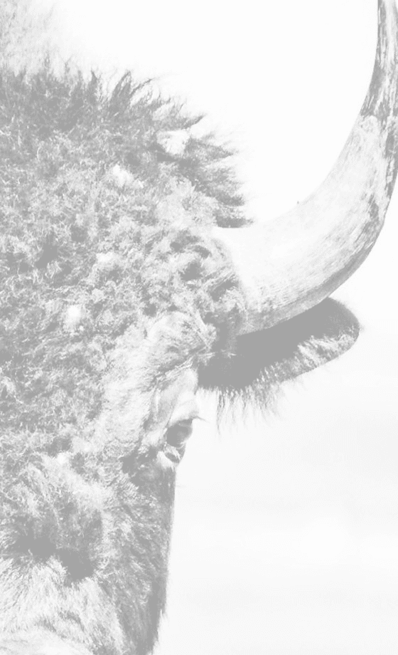 A bison on the open land